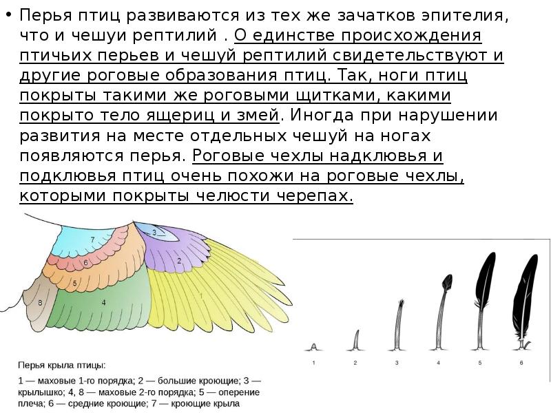 Схема описания птиц