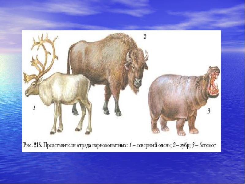 Презентация по биологии 7 класс ластоногие китообразные парнокопытные непарнокопытные
