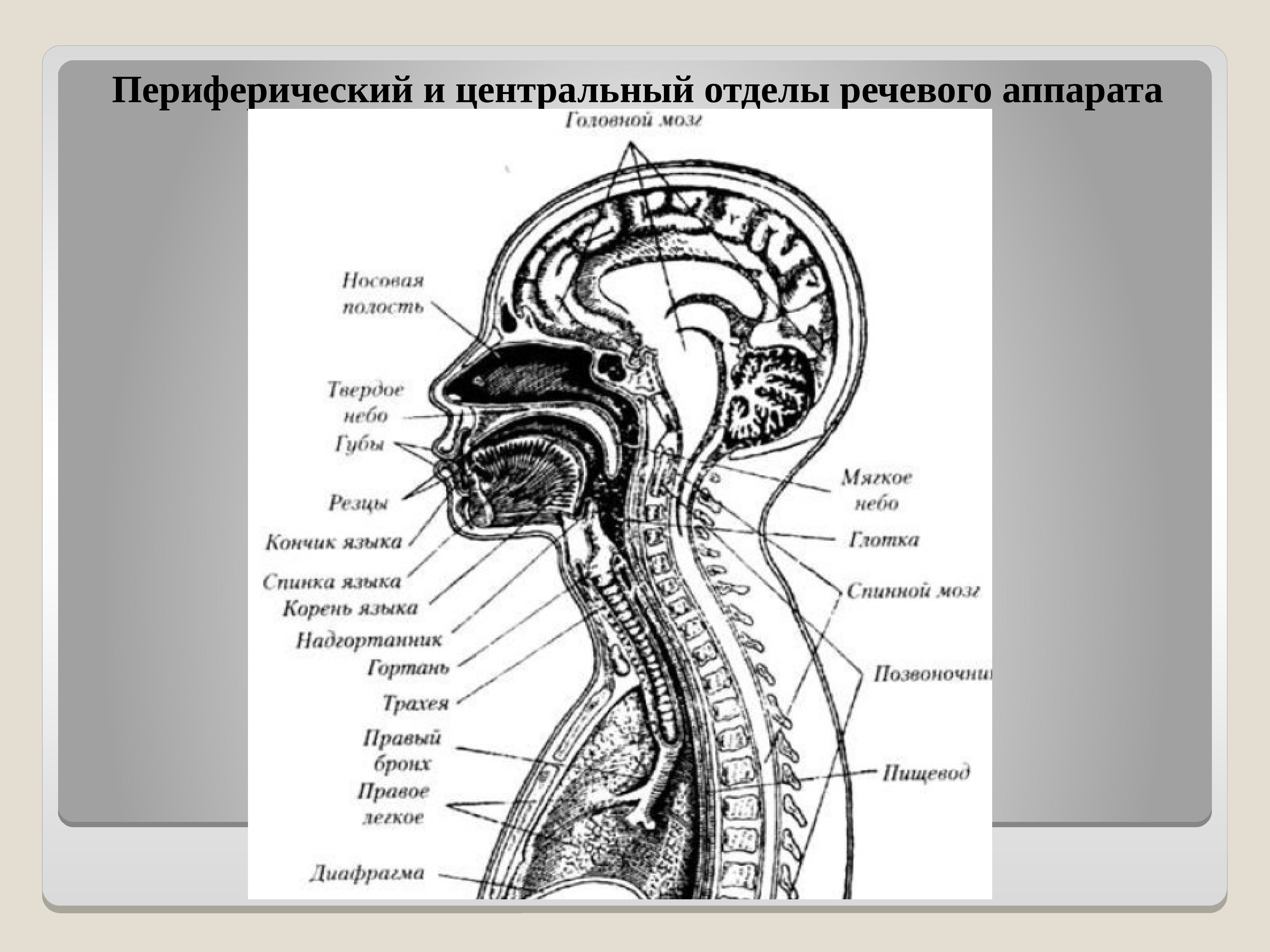 Схема речевого аппарата логопедия