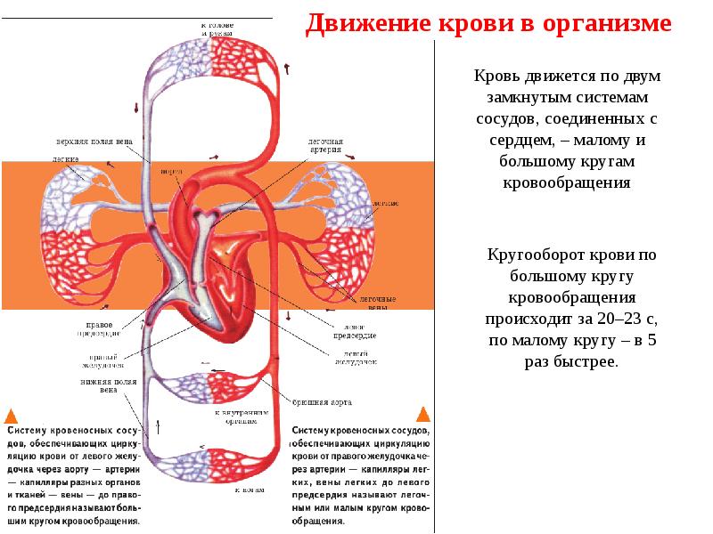 Общий план строения системы кровообращения физиология