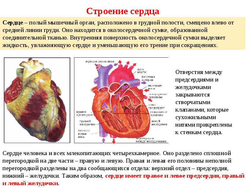 Сердечно сосудистая система кратко презентация