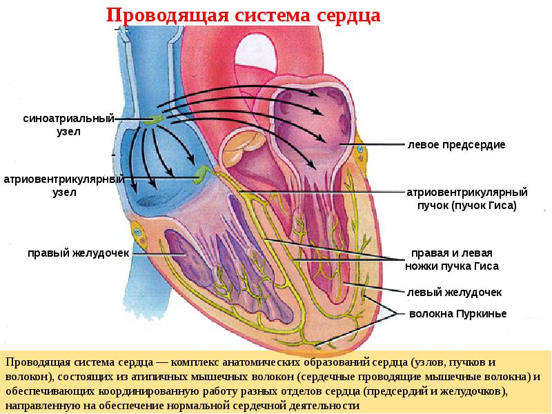 Функции сердечно сосудистой системы картинки