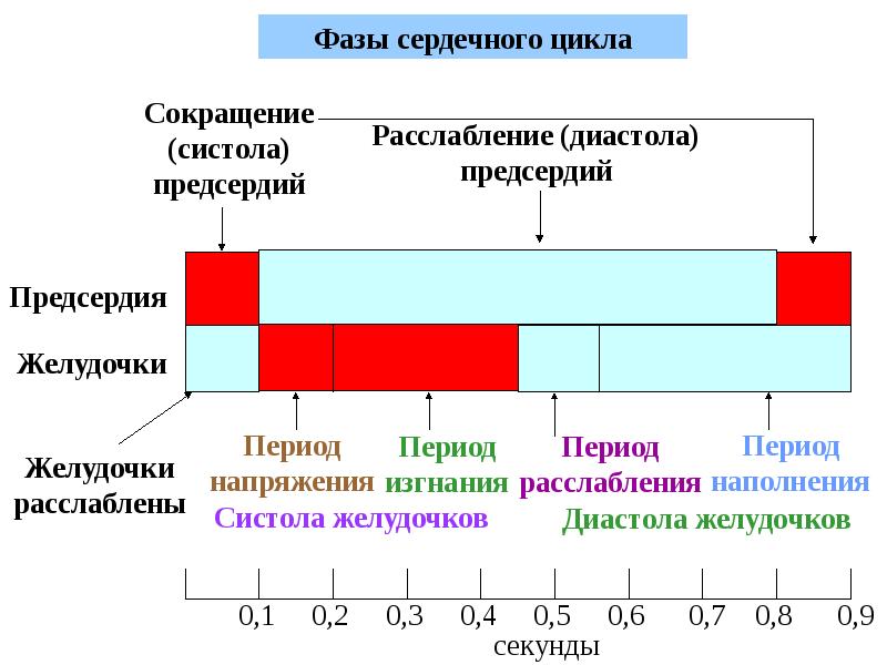 Сердечный цикл схема