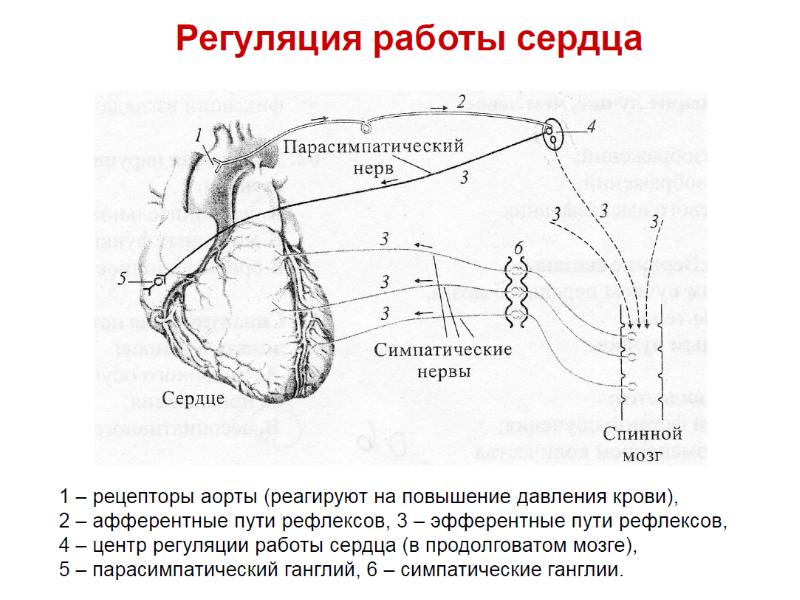 Схема регуляции сердечной деятельности