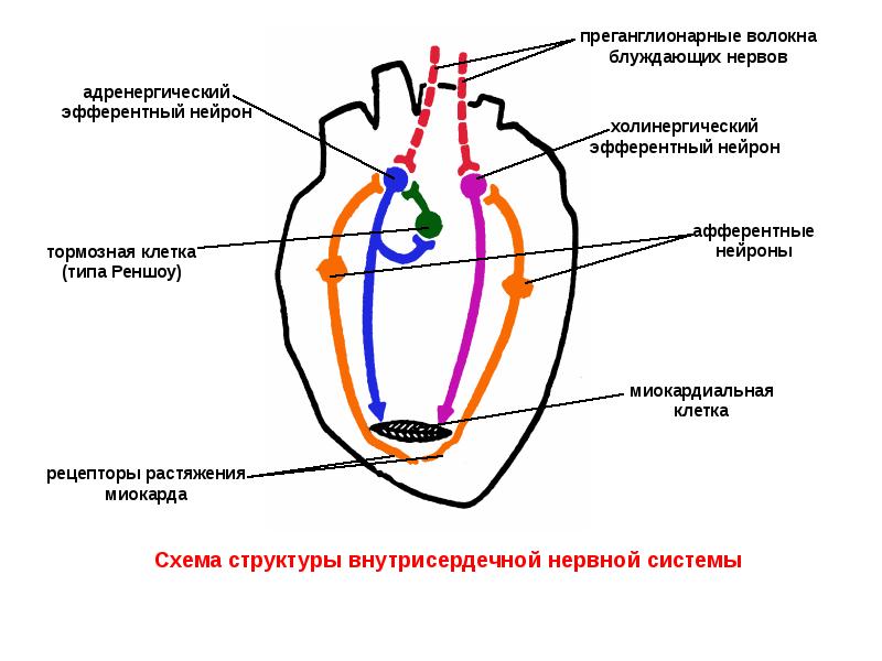 Физиология сердечно сосудистой системы презентация