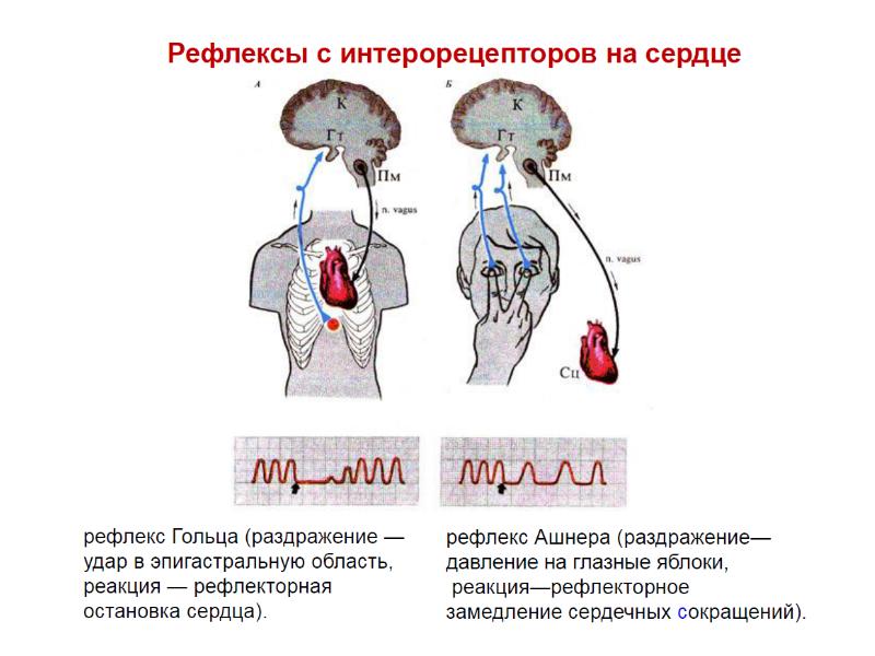 Схема рефлекса бейнбриджа