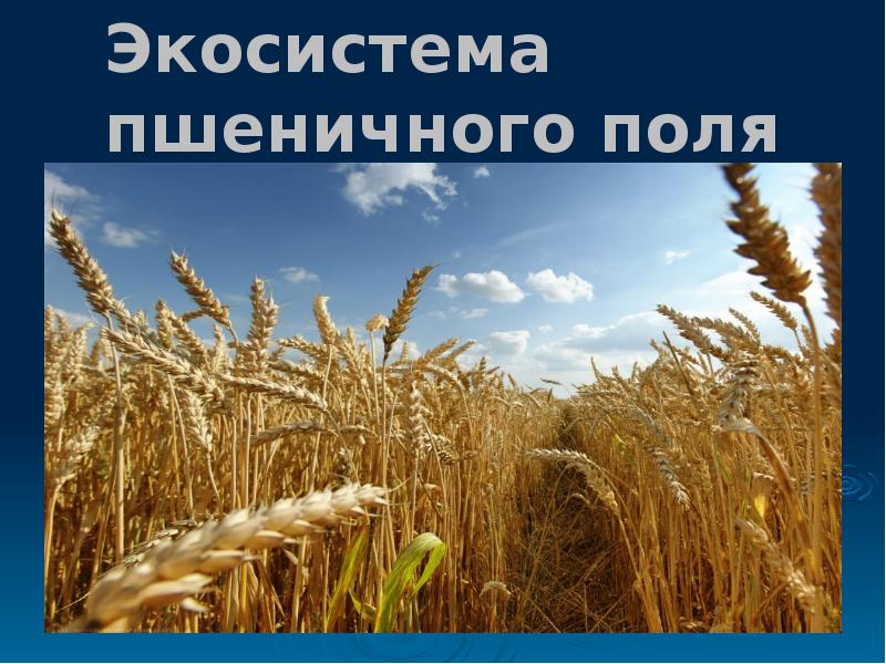 Пшеничное поле. Агробиоценоз поле пшеницы. Структура агроценоза. Какая экосистема пшеничное поле. Сельскохозяйственные экосистемы.