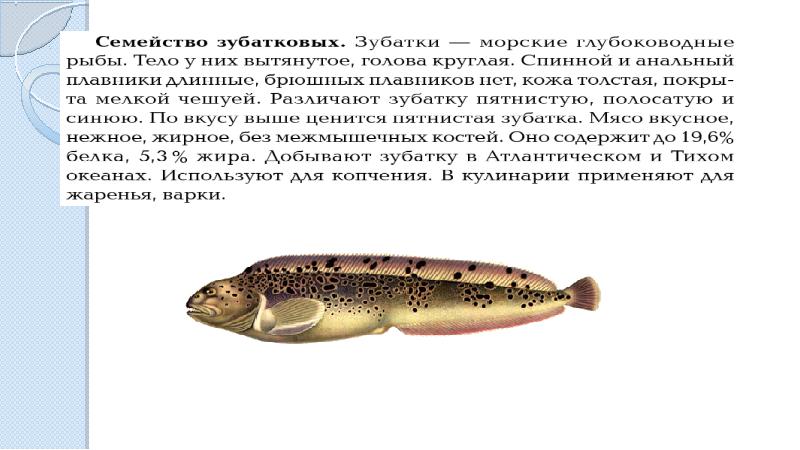 Чем полезна зубатка для организма. Основные семейства промысловых рыб. Промысловые рыбы презентация. Пятнистая Промысловая рыба.