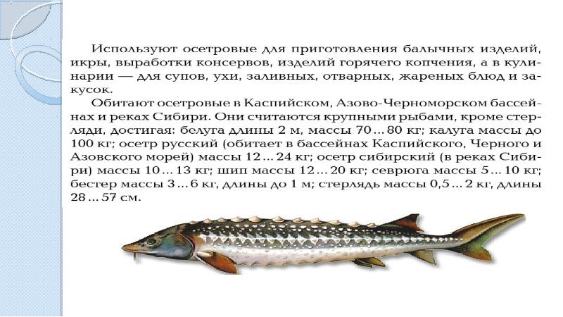 Объясните слова осетр. Волжская стерлядь. Промысловые рыбы. Осетровые Промысловая рыба. Промысловые семейства рыб осетровые.