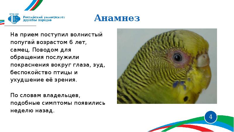 Волнистый попугайчик возраст. Как определить Возраст волнистого попугая. Как определить Возраст волнистого попугайчика. Конъюнктивит у волнистого попугая. Как узнать Возраст попугая волнистого.