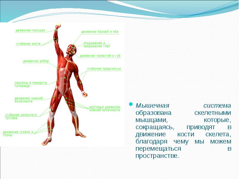 Входит в состав стенок внутренних органов образует скелетные мышцы