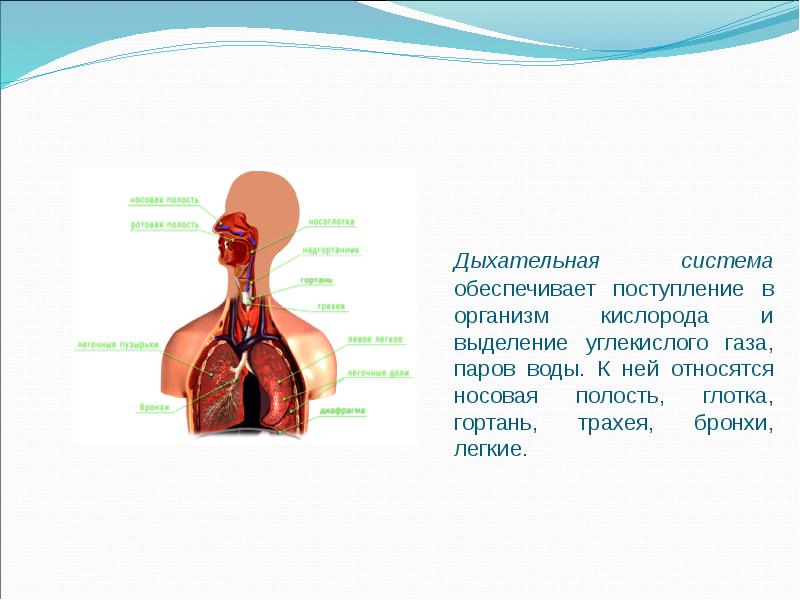 Органы дыхания человека 3 класс презентация