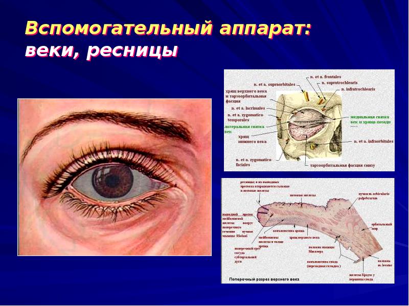 Вспомогательный аппарат глаза картинка