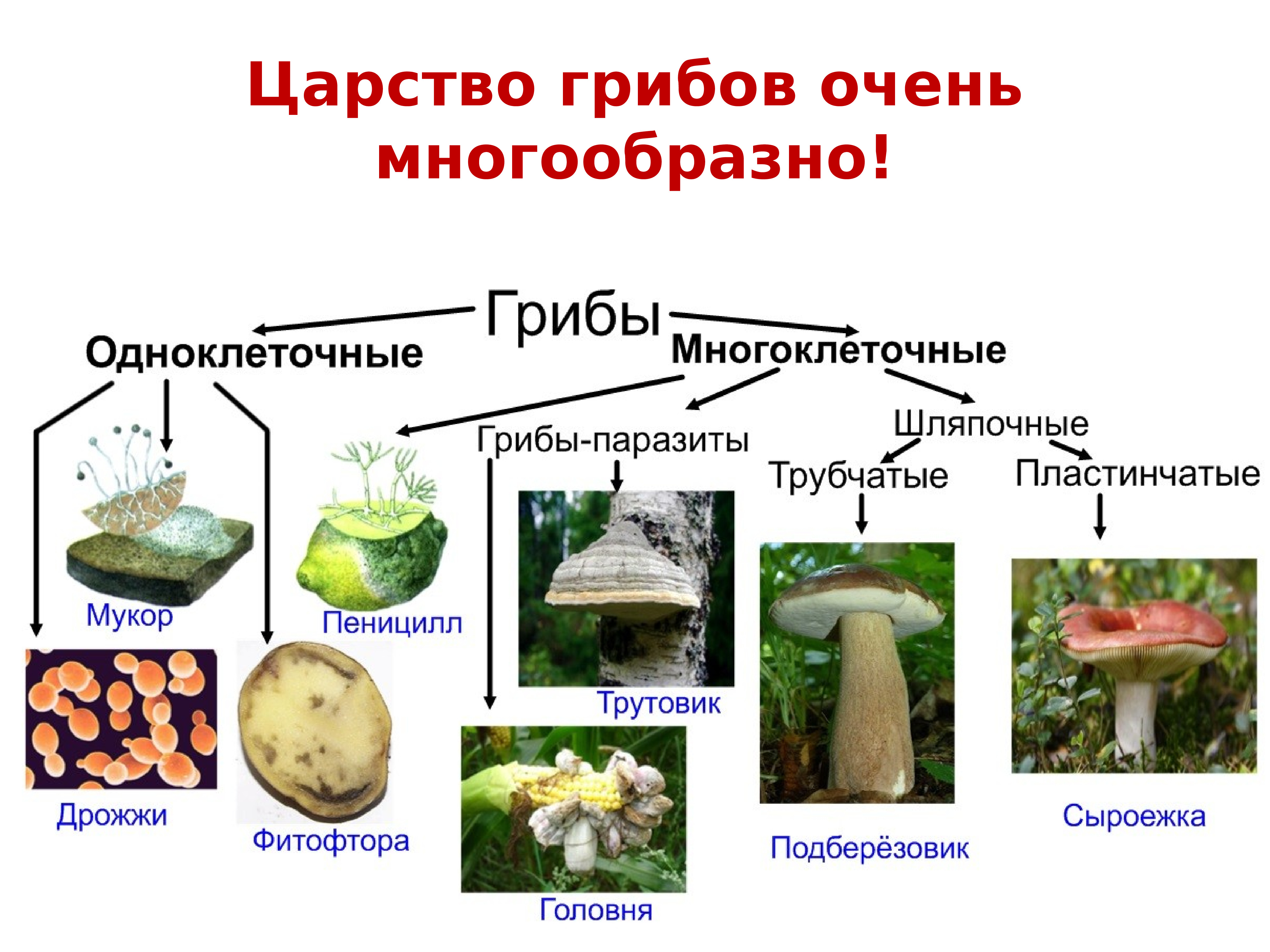 Среди грибов встречаются как одноклеточные