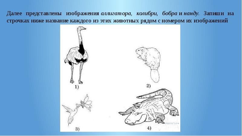 Далее представлены изображения животных запиши на строчках ниже