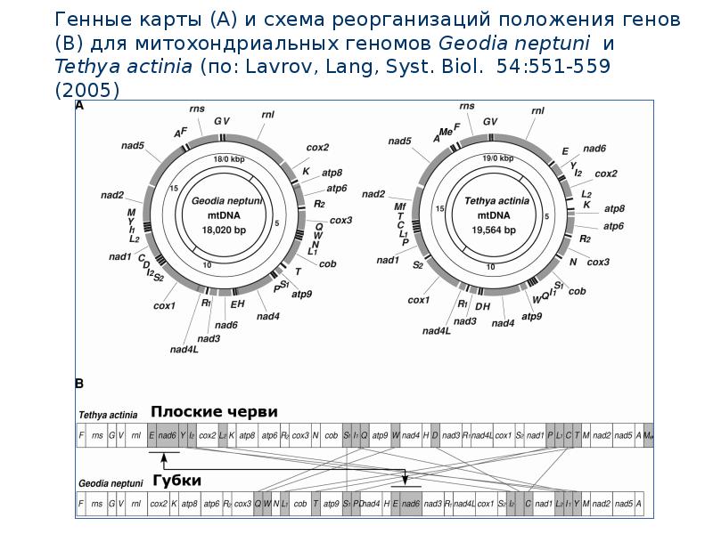 Генетическая карта показывает