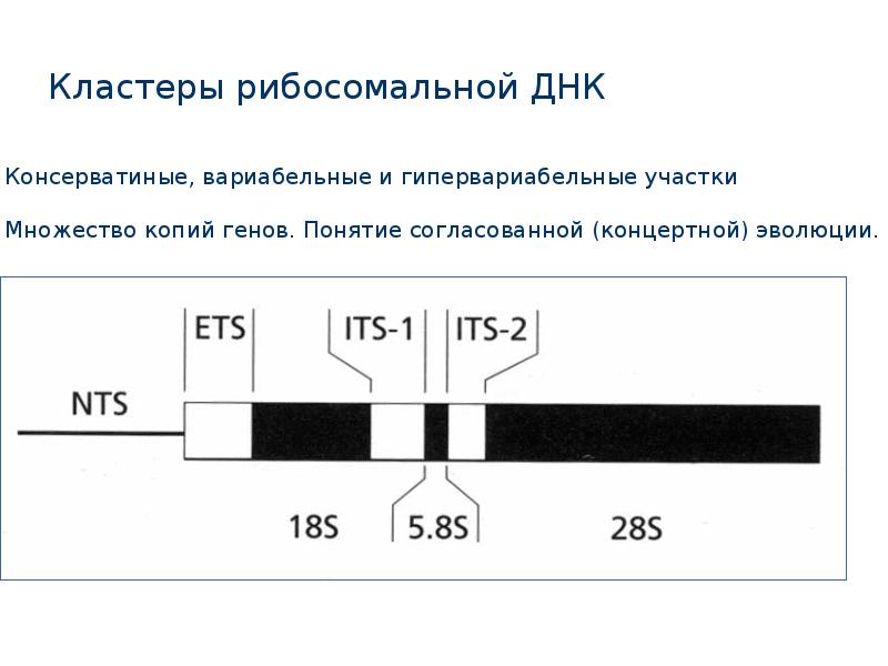 Кодирующие участки днк. Рибосомальный кластер. Кластер ДНК. Гены РРНК. Кластеры генов.