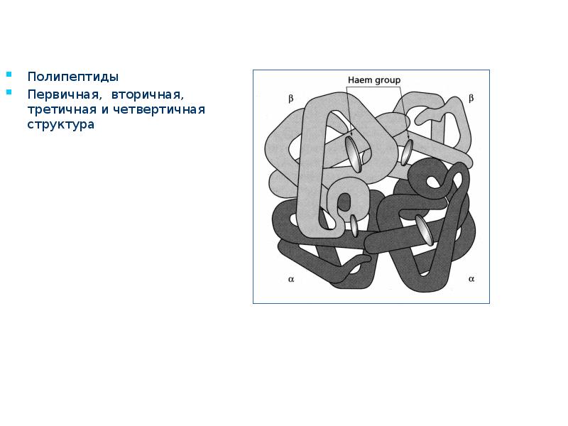 Молекулы имеют первичную вторичную третичную четвертичную структуры. Третичная структура полипептида. Строение полипептидов. Вторичная структура полипептидов. Структуры белка первичная вторичная третичная четвертичная.