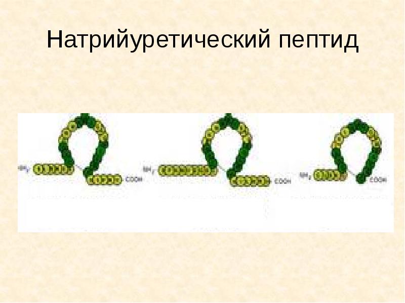 Натрийуретический пептид