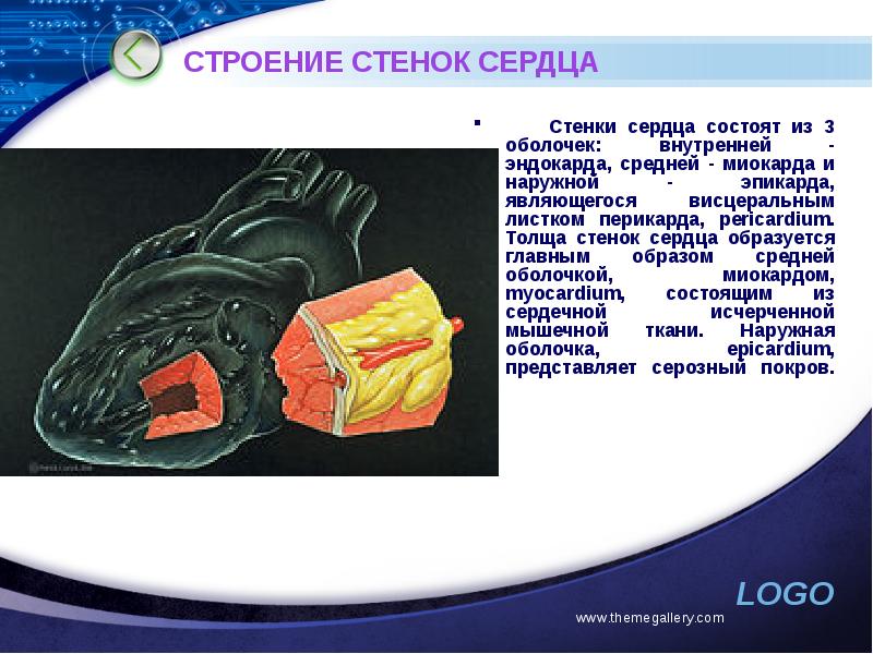 Внутренняя оболочка. Строение оболочек эпикарда. Стенки сердца висцеральный листок. Внутреннего эндокарда - среднего миокарда - наружного эпикарда. Тканевые компоненты эпикарда.