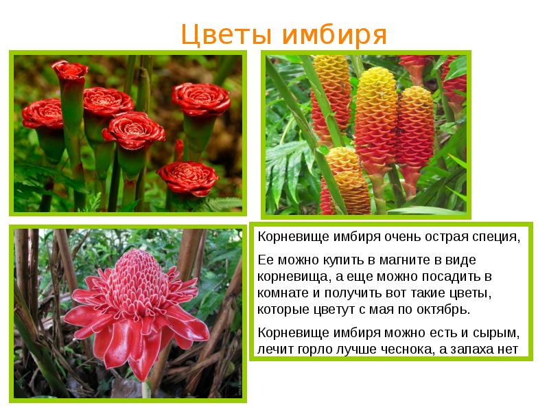 Необычные растения беларуси фото и описание