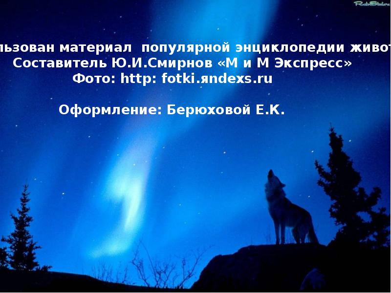 Одинокий волк песня. Стихи про Волков и луну. Одинокий волк стихи. Волк и Луна стихи. Стихи одиночество волк.