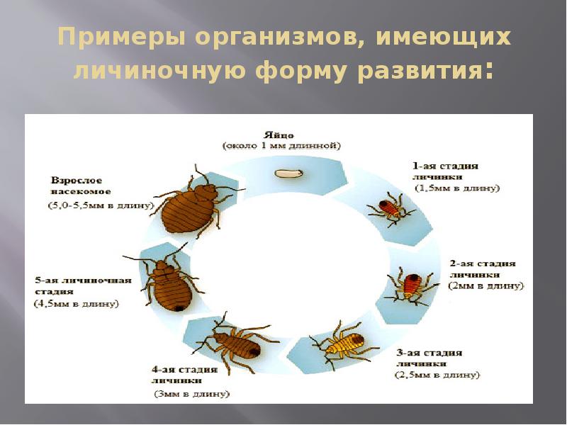 Работа по онтогенезу 10 класс. Непрямой личиночный онтогенез. Личиночный Тип онтогенеза. Типы онтогенеза у насекомых. Типы онтогенеза у животных.