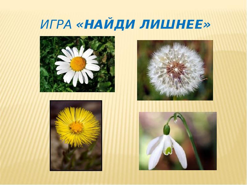 Первоцветы для дошкольников. Первоцветы задания для дошкольников. Растения весной задания для дошкольников. Лэпбук весенние цветы. Первоцветы.