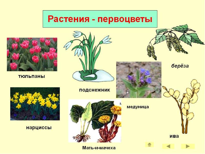 Презентация весенние цветы для 1 класса