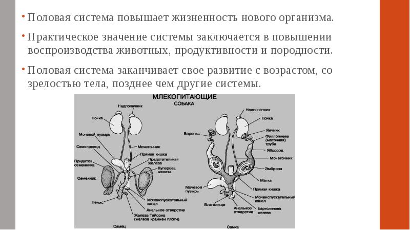 Половая система презентация