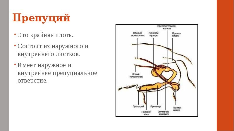 Плоть это. Строение препуция собаки. Строение крайней плоти. Внутренним листком препуция.