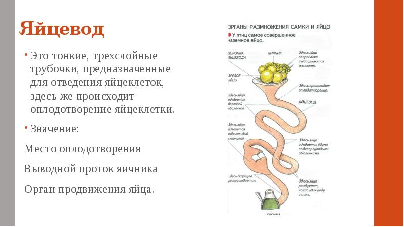 Яичник и яйцевод. Яйцевод система органов. Строение яйцевода. Строение яйцевода птиц.