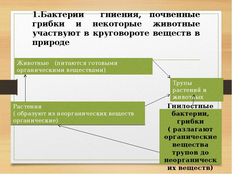 Бактерии гниения