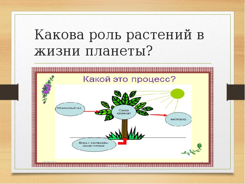 Значение живых организмов в природе и жизни человека 5 класс презентация