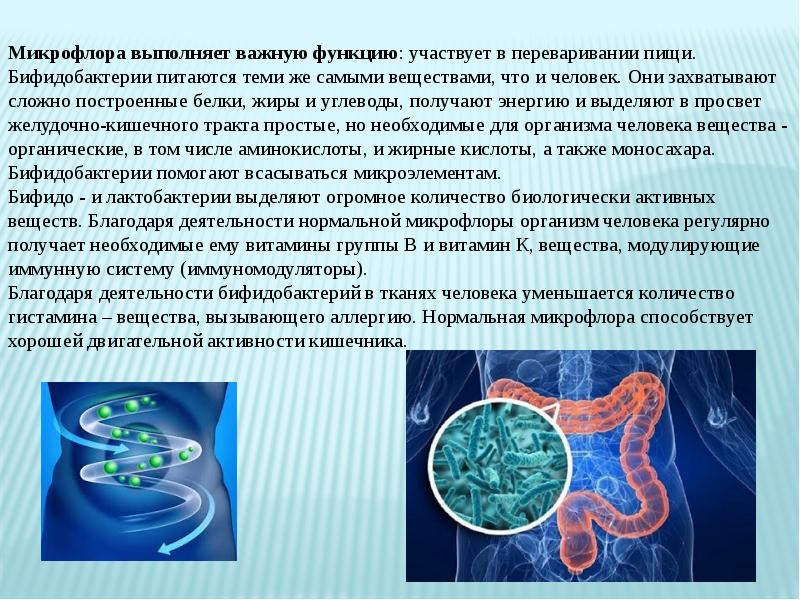 Микрофлора кишечника проект