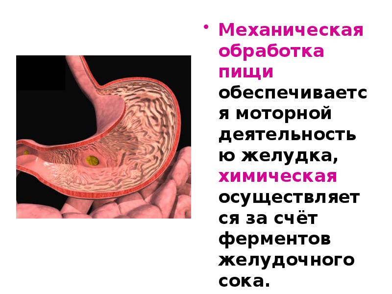 Ферменты желудочного сока желудка