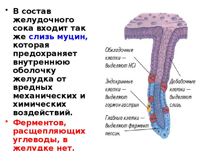 Клетки желудка. Клетки слизистой оболочки желудка синтезирующие муцин. Главные и обкладочные клетки желудка. Обкладочные клетки слизистой оболочки желудка. Обкладочные клетки выделяют.