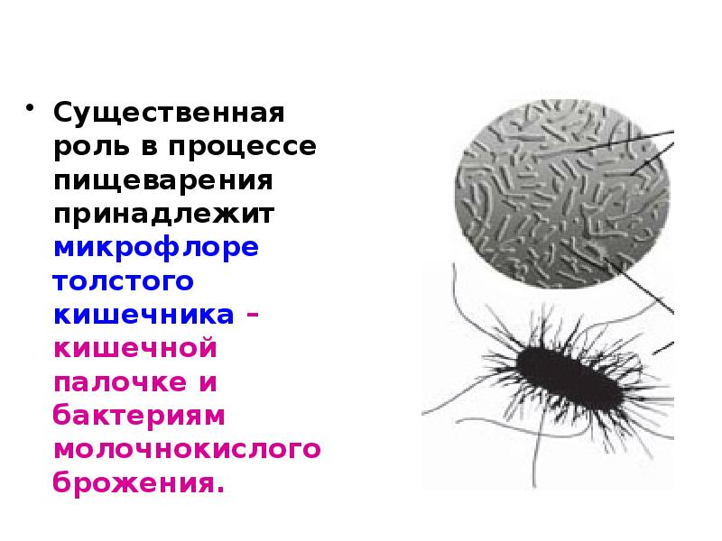 Значение бактерий в кишечнике человека. Пищеварение в толстом кишечнике роль микрофлоры. Роль бактерий Толстого кишечника в процессе пищеварения. Бактерии толстой кишки функции. Роль бактерий Толстого кишечника.