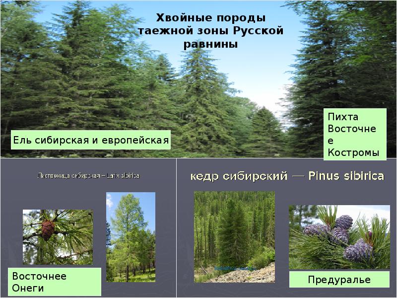 Хвойной породой является. Ель пихта лиственница. Сибирские хвойные породы. Растения русской равнины. Хвойные породы древесины.