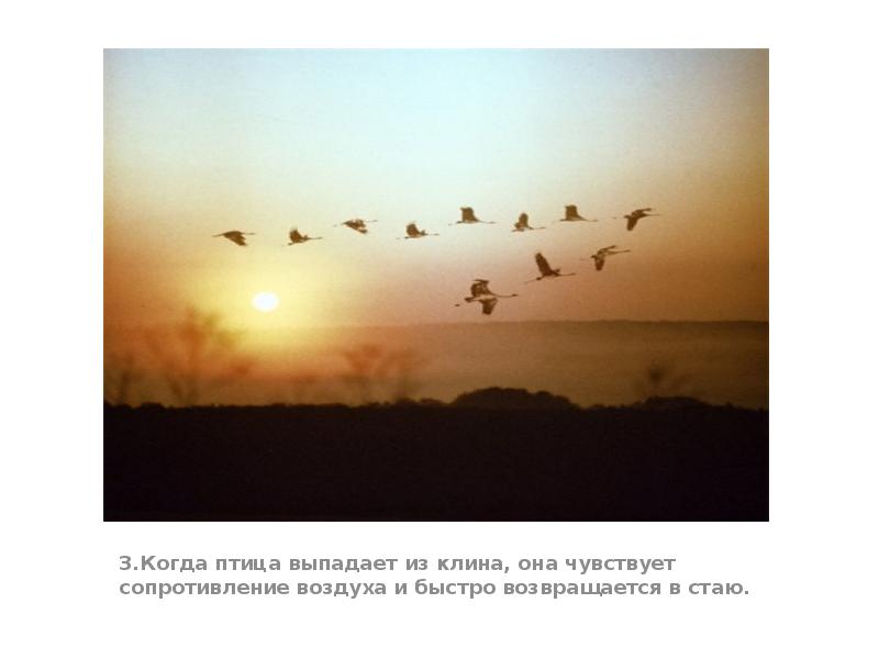 3.Когда птица выпадает из клина, она чувствует сопротивление воздуха и быстро 3.Когда птица выпадает из клина, она чувствует сопротивление воздуха и быстро