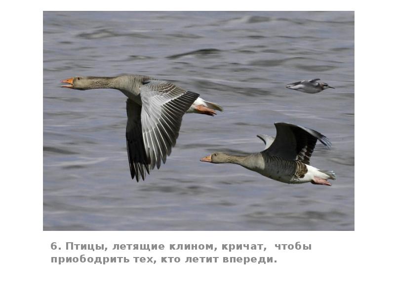 6. Птицы, летящие клином, кричат, чтобы приободрить тех, кто летит впереди. 6. Птицы, летящие клином, кричат, чтобы приободрить тех, кто летит впереди.
