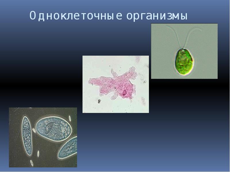 Одноклеточные животные 5 класс. Одноклеточные и многоклеточные организмы 5 класс. Клетка одноклеточного организма. Не одноклеточные организмы. Группа одноклеточных организмов.