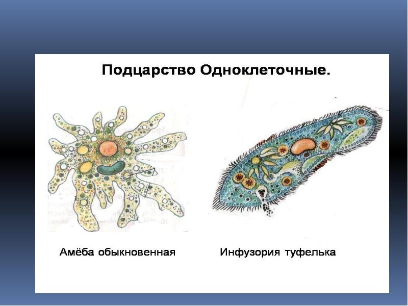 Рисунок одноклеточного организма