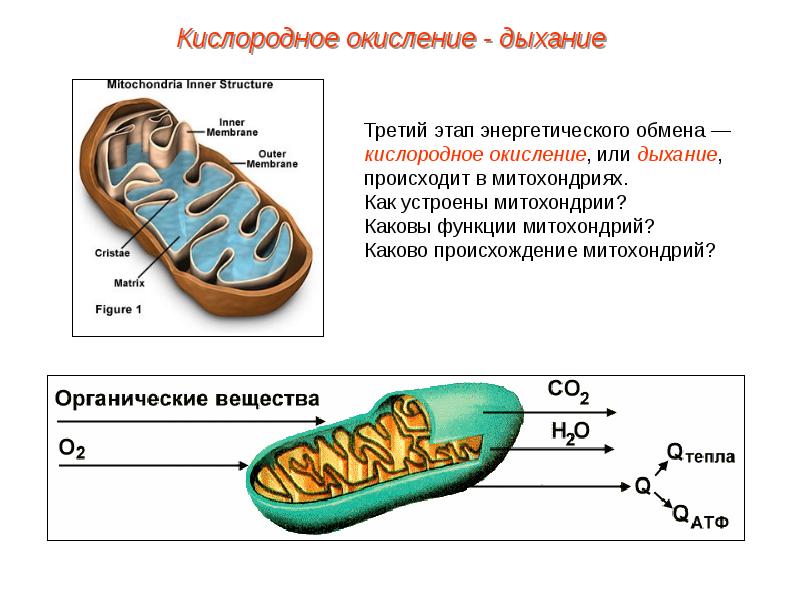 Схема дыхания клетки