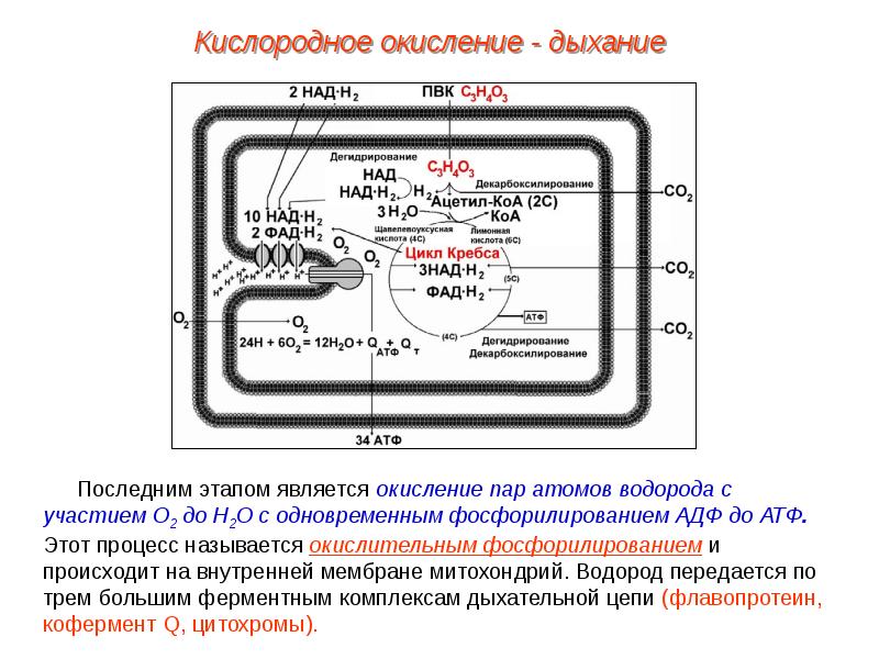 Презентация кислородный этап энергетического обмена