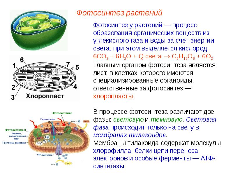 Схема хлоропласта фотосинтез