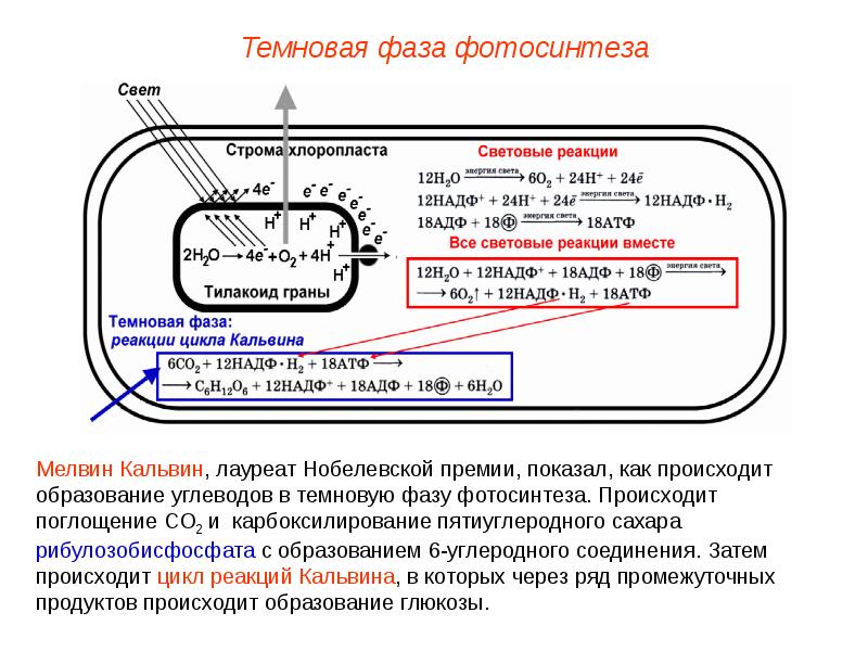 Схема фотосинтеза в хлоропласте