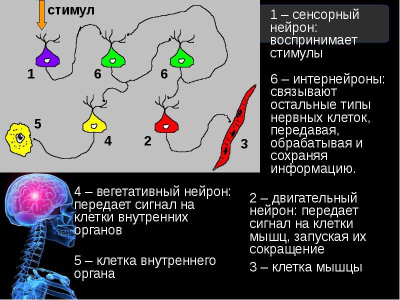 Интернейроны. Сенсорный Нейрон. Сенсорный Нейрон интернейроны. Конвергенция нейронов тактильная сенсорная. Интернейроны са 1 гиппокампа.