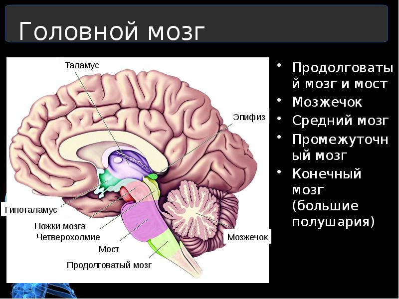 Укажите названия головного мозга. Таламус головного мозга. Средний мозг анатомия шишковидное тело. Отделы головного мозга таламус. Отделы мозга продолговатый промежуточный.