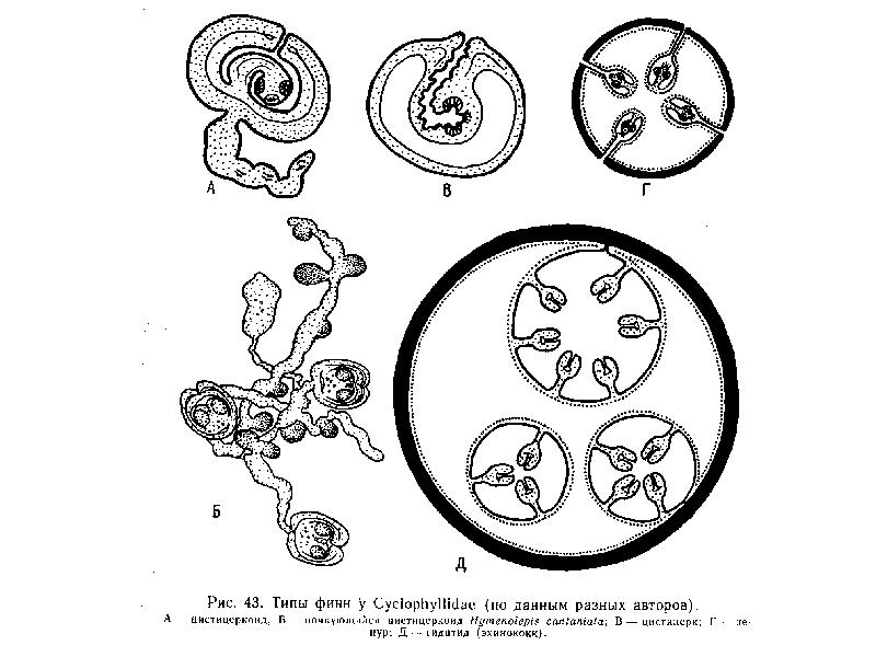 Личинки геншин. Строение личинок цестод. Схема строения личинок цестод. Строение личинок цестод схематично. Финна типа цистицеркоид строение.